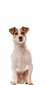 Haftpflichtversicherung Hund