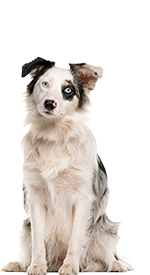 Haftpflichtversicherung Hund
