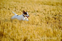 Tipps für einen Hundegarten Tipps für einen Hundegarten