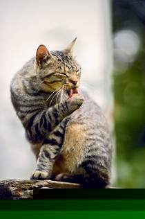 Tierisch gute Tipps, wie Sie Ihre Katze frühlingsfit machen Tierisch gute Tipps, wie Sie Ihre Katze frühlingsfit machen