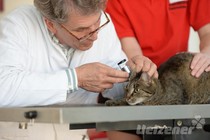 Impfungen bei Katzen Impfungen bei Katzen