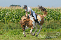 Erste Hilfe beim Reitunfall Erste Hilfe beim Reitunfall